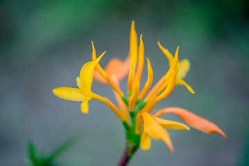 Fototapeta na wymiar Blooming flowers of ginger flower