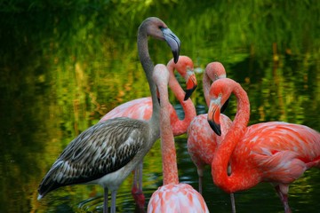 Pink and grey flamingos in the Zoo pond