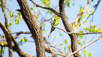 Merops orientalis A Green Bee-eater in  Bhopal kerwa dam