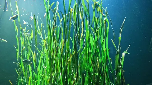 A school of fish swimming near aquatic plants in aquarium