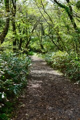 韓国 / チェジュ島のサリョニ森