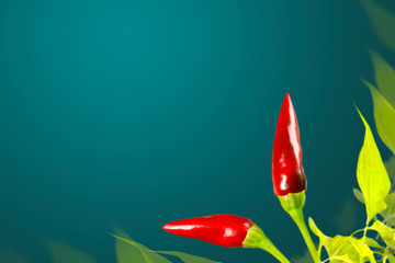 Two red peppers. Background
