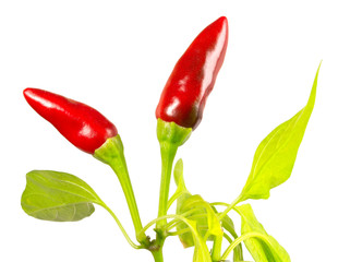 Two red peppers with green leaves isolated on white background