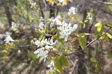 Obraz premium Signs of Spring: Serviceberry