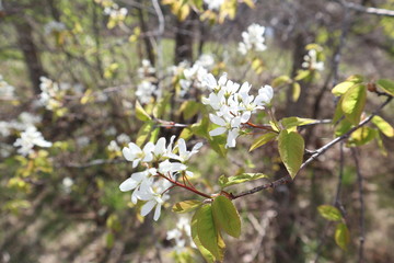 Signs of Spring: Serviceberry