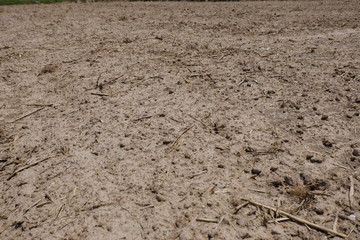 plowed field after harvest