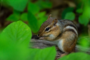 Chipmunk nibbling on a log amounst green leaves