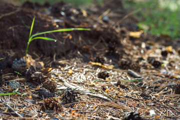 Fallen dry needles covering ground. Summer in subtropical forest. Woodland ecology.