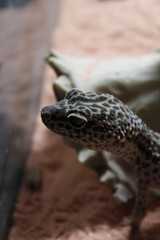 Lizard looking longingly through glass
