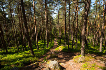 Kiefernwald bei Aubure in den Vogesen