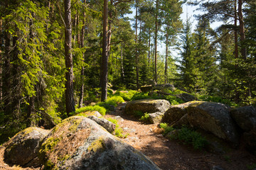 Kiefernwald bei Aubure in den Vogesen