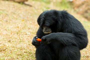 Close up of black Siamnang Gibbon eatting food on grass field
