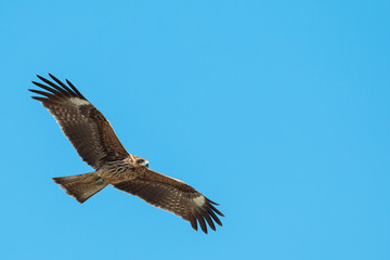 Fototapeta premium Adult red eagle fly on blue sky background with clipping path and copy space; Japanese eagle at Enoshima during summer season