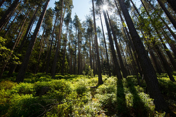 Fototapeta premium Kiefernwald bei Aubure in den Vogesen