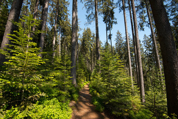 Kiefernwald bei Aubure in den Vogesen