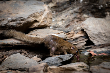 Treeshrews eating water from a pond in the forest