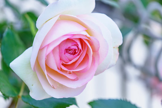 「ピエール」の写真素材 179件の無料イラスト画像 Adobe Stock