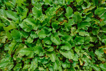 Green leaves of Rumex confertus growing in Carpathian mountains, closeup photo