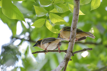 Golden sparrow perched on a branch in the breeding season