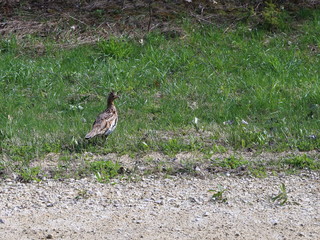 Ruffed Grouse (Bonasa umbellus) on a gravel road in Wisconsin 
