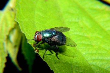 Fototapeta premium Flies with brown balls in his mouth