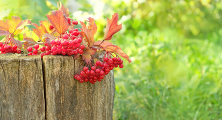 ripe red viburnum berries on nature background. fall season, harvest concept. copy space