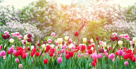 Gordijnen colorful blossom tulips flowers, bright nature background. spring flowering garden. © Ju_see