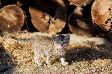 A kitten meowing looking in the camera, Vladivostok, Russia