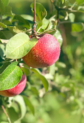 ripe red apples with dew drops and green foliage. nature summer background. harvest season.