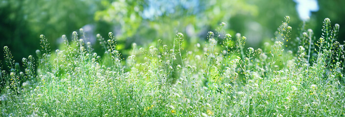 summer green nature background. Herb Shepherd's Purse (Capsélla búrsa-pastóris). banner. copy...