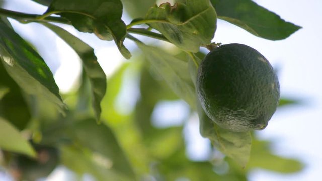 limones