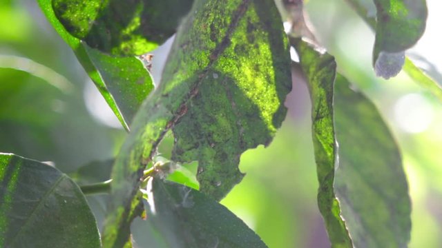 plaga en arboles