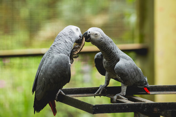 Parrots fighting for the food. Zoo, tropical reserve.