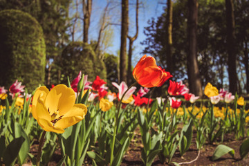 Fototapete bei efototapeten.de bestellen   