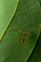 Weaver ants or green ants. Weaver ants live in trees and are known for their unique nest building behaviour where workers construct nests by weaving together leaves using larval silk