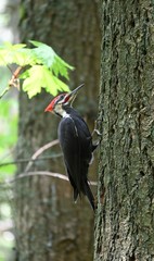 woodpecker on tree