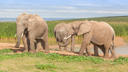 Naklejka na ściany i meble Elephants in Addo Elephant National Park