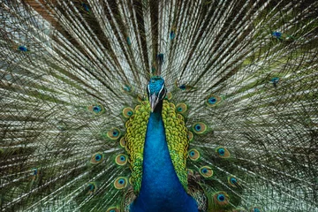 Fotobehang Beautiful peacock with spread wings. Zoo, tropical reserve © romaset