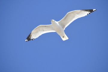 seagull in the sky