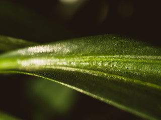Close up of a green leaf