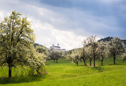 Blooming cherry trees in front of catle of Forchtenstein