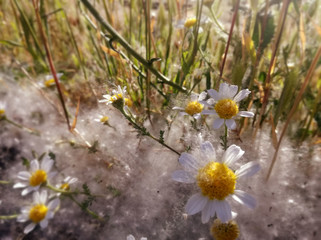 Risk. Daisies in nature. Grass in an area of ​​high concentration of pollen. Health, possible...