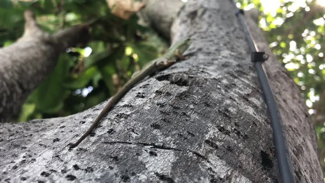 Oriental garden lizard (Calotes versicolor) - Small Garden lizards are climbing the tree in Thailand