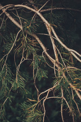 magic forest, roots and branches