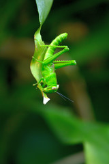 Close up, Green Grasshopper at green garden
