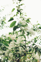 Natural background from plants