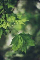 Natural background from plants