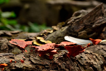 Wood Mushroom, a group of red mushrooms