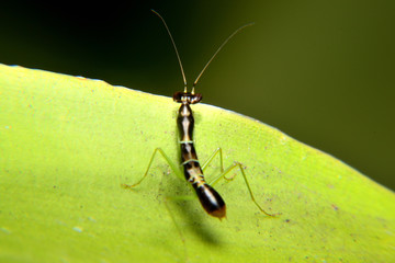Odontomantis planiceps is known as The Asian ant mantis. Small mantis and black