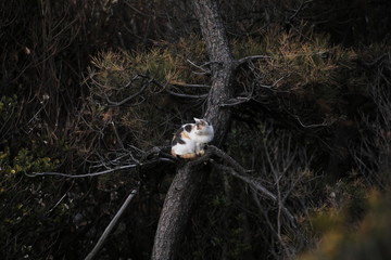 cat sitting on the tree